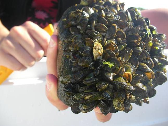 小龙虾入侵中国濒临灭绝,德国泛滥成灾的小龙虾被中国人吃