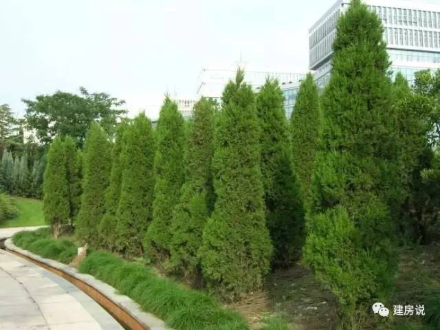 别墅庭院景观树图片大全,别墅庭院围栏用什么树