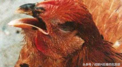 肉鸡慢性呼吸道疾病的综合防治,你愿意错过吗?
