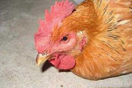 肉鸡慢性呼吸道疾病的综合防治,你愿意错过吗?