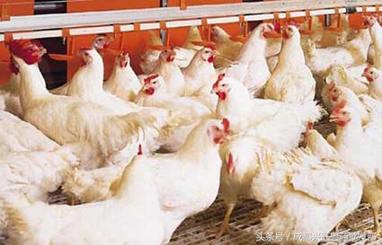 肉鸡慢性呼吸道疾病的综合防治,你愿意错过吗?