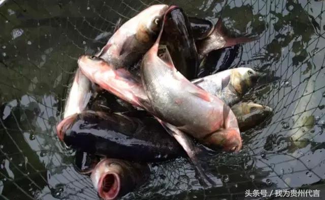 贵阳十大农家乐景点推荐,贵阳休闲农庄