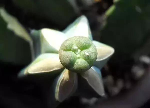 如何让多肉快速长大,怎样让多肉快速长大