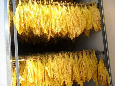 怎么去除月季上的蚜虫,如何消灭月季蚜虫小妙招