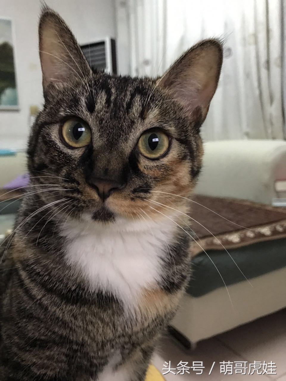 喵星人家养仓鼠,喵星人长得好像小仓鼠
