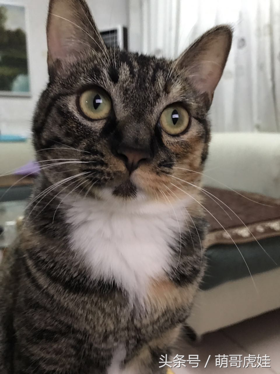 喵星人家养仓鼠,喵星人长得好像小仓鼠