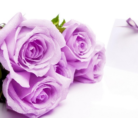 情人节送一朵玫瑰花是什么花语,情人节白玫瑰花语