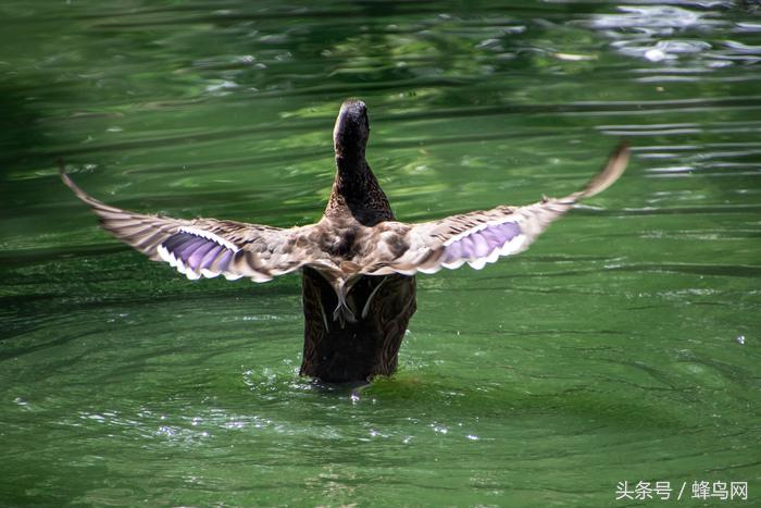 腾龙2.8恒定变焦镜头,腾龙24-70mm3.5手动镜头