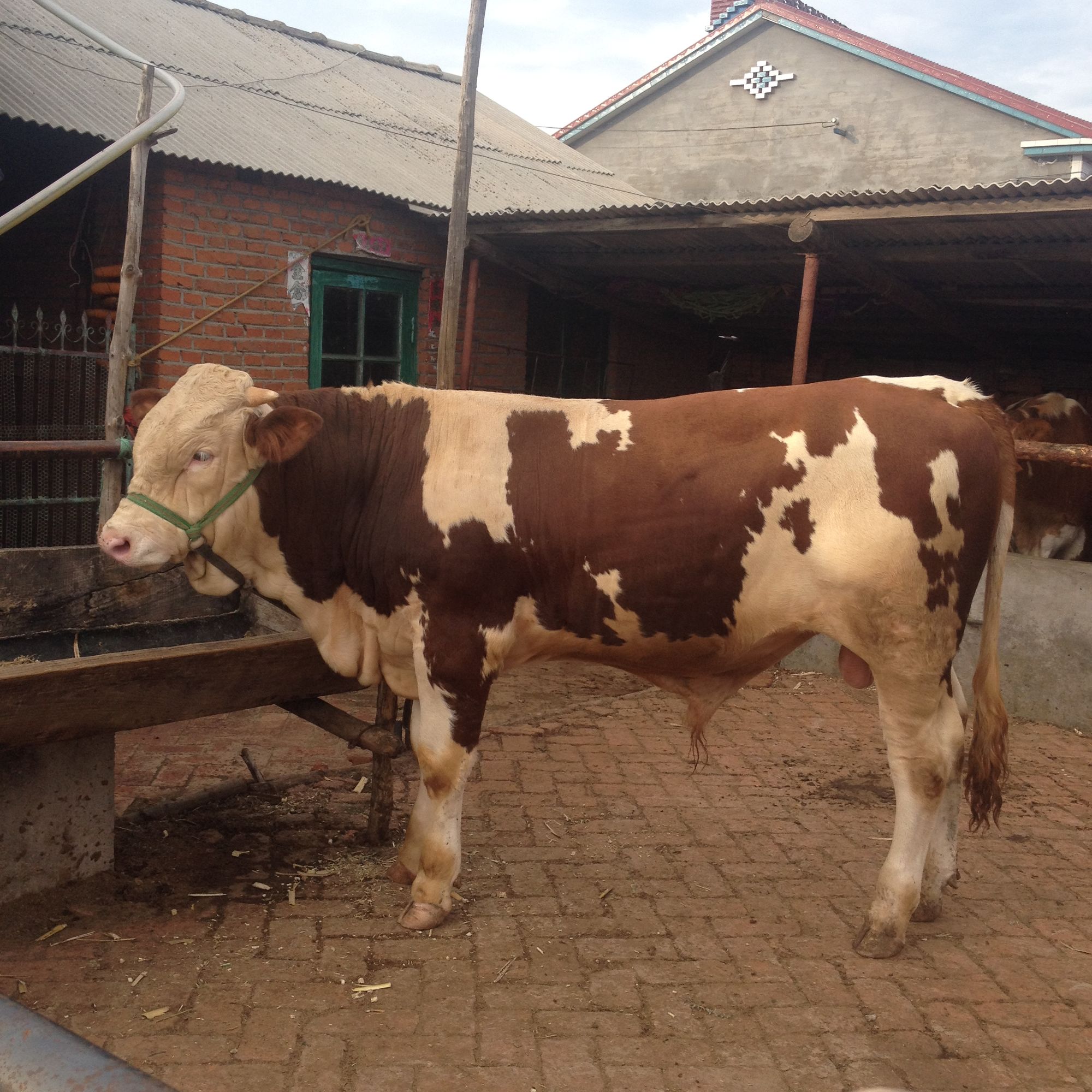 肉牛饲养疾病防治及饲养技术（11-20）