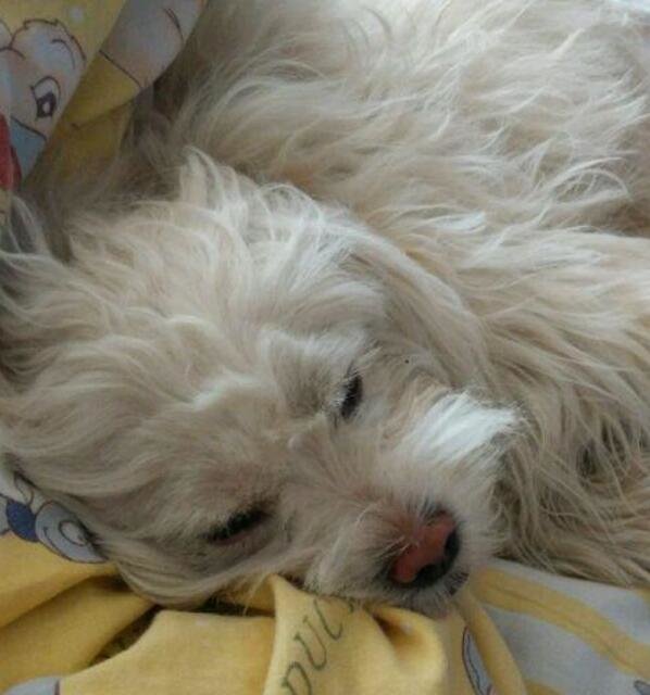 狗狗最爱待的就是我的床，今天狗狗走了，医生说了原因，好想哭