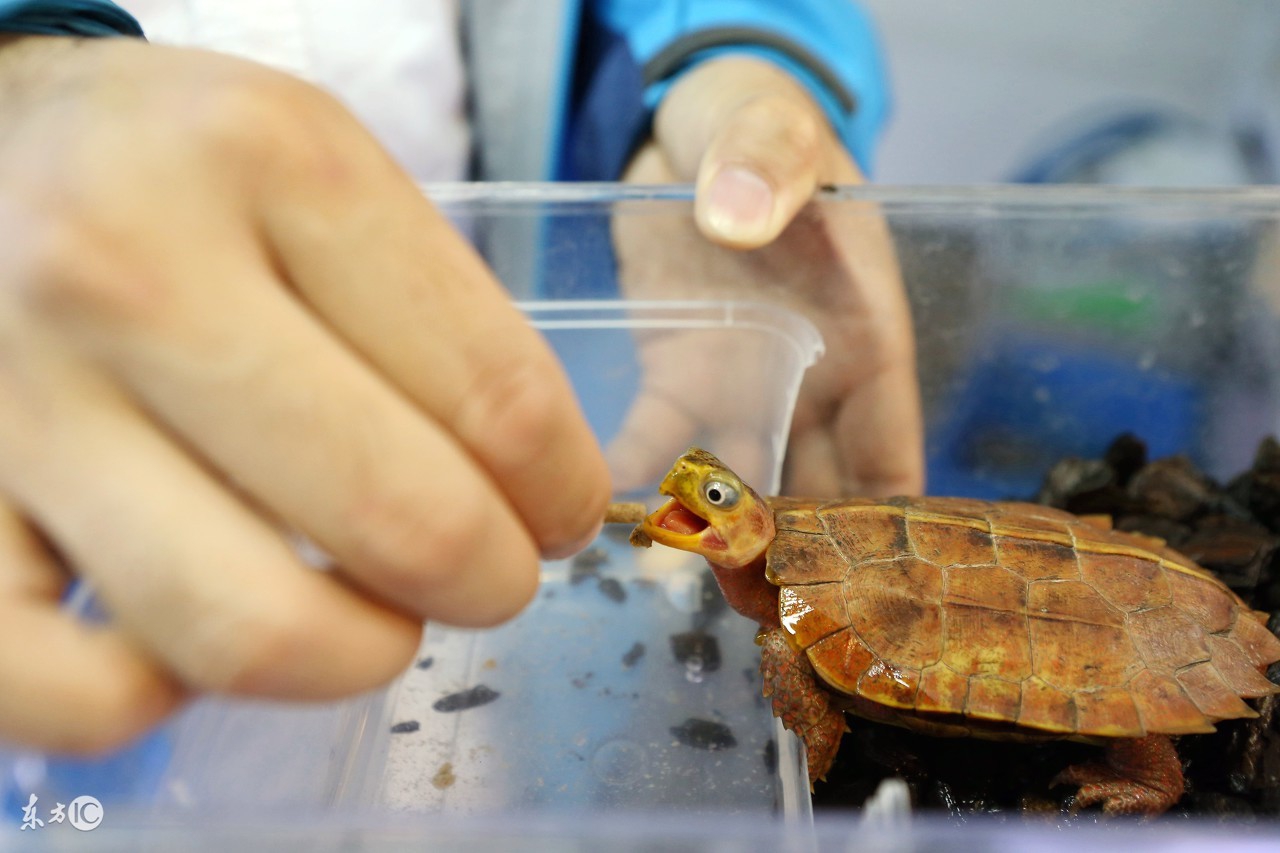 养龟养鱼养心,养龟也养心