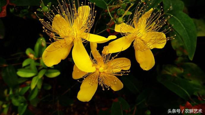 蓝花接骨草主治筋骨疼痛,风湿麻木,半身不遂,跌打损伤