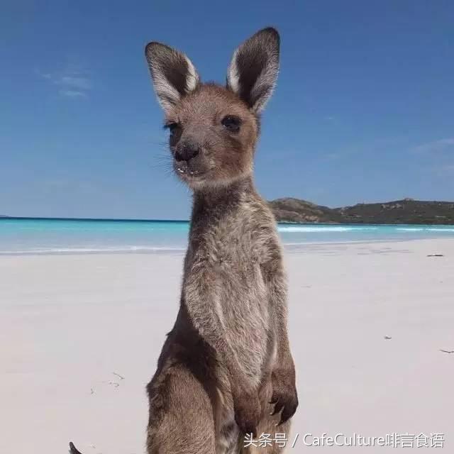 11月20-28日｜邀您参加澳大利亚金豆杯咖啡餐饮之旅