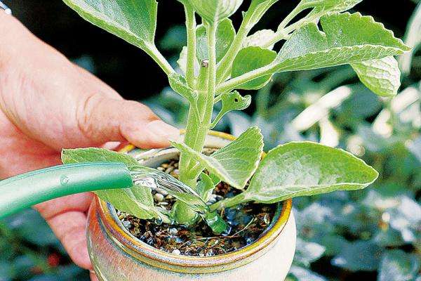 花草复合肥施肥过量怎么补救,花卉施肥过多是什么症状