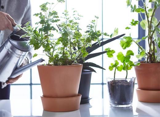 花草复合肥施肥过量怎么补救,花卉施肥过多是什么症状