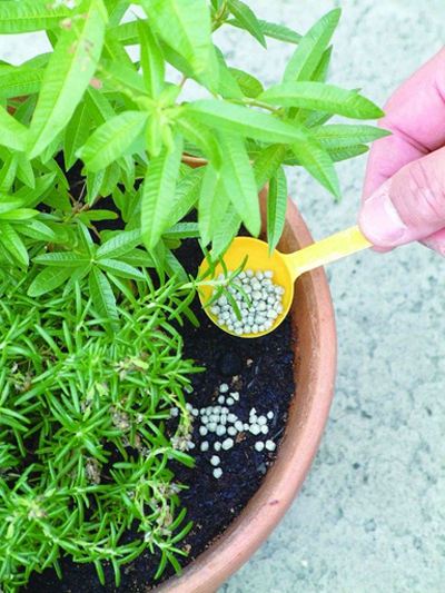 花草复合肥施肥过量怎么补救,花卉施肥过多是什么症状