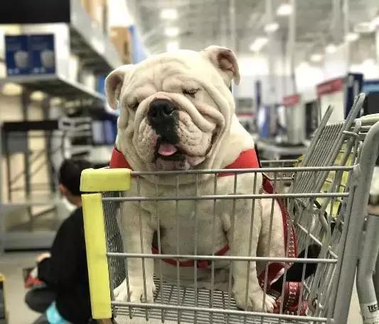 英牛的特征是什么,英牛智商高吗值得买吗