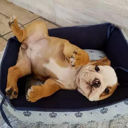 英牛的特征是什么,英牛智商高吗值得买吗