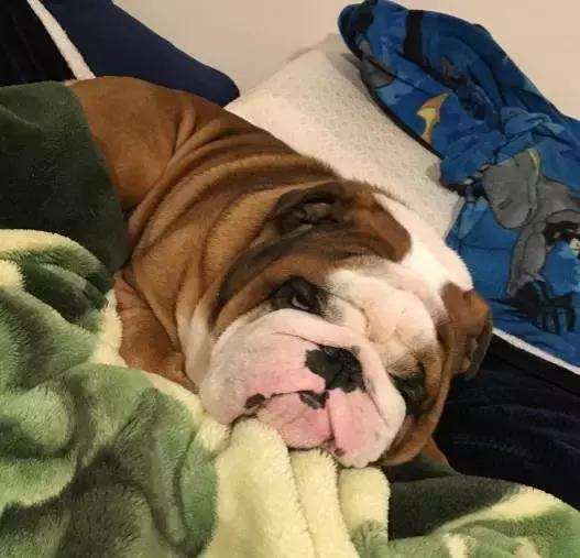 英牛的特征是什么,英牛智商高吗值得买吗