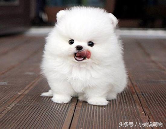 博美疾病预防,博美犬日常疾病的防治