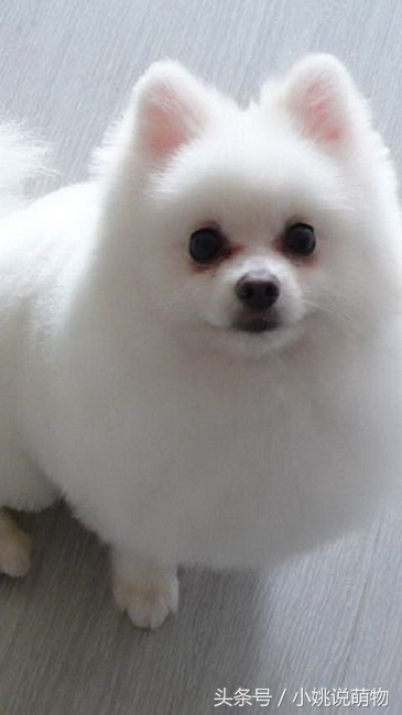 博美疾病预防,博美犬日常疾病的防治