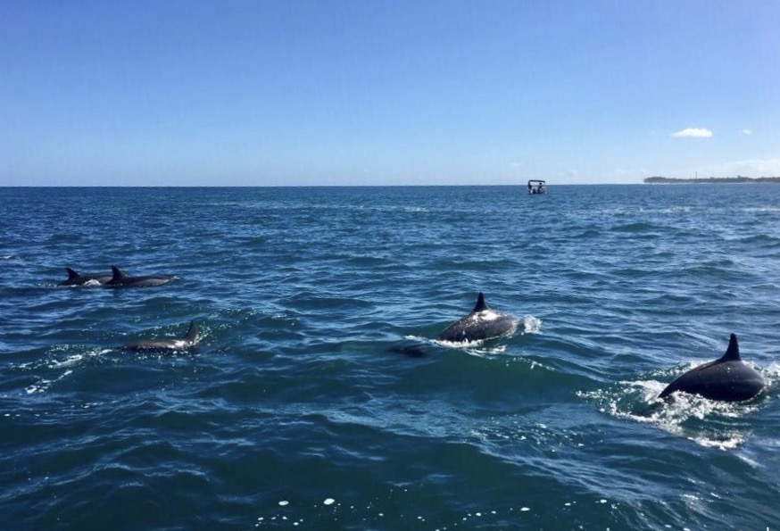 阳光沙滩空气温度24度,毛里求斯海豚游玩攻略