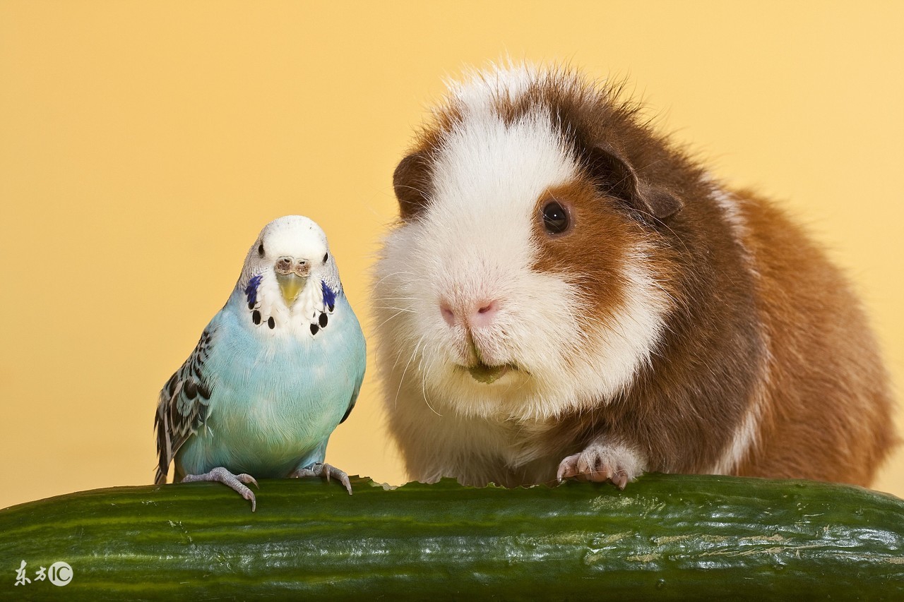 家里有猫猫狗狗还能养鹦鹉吗,养鹦鹉和养猫