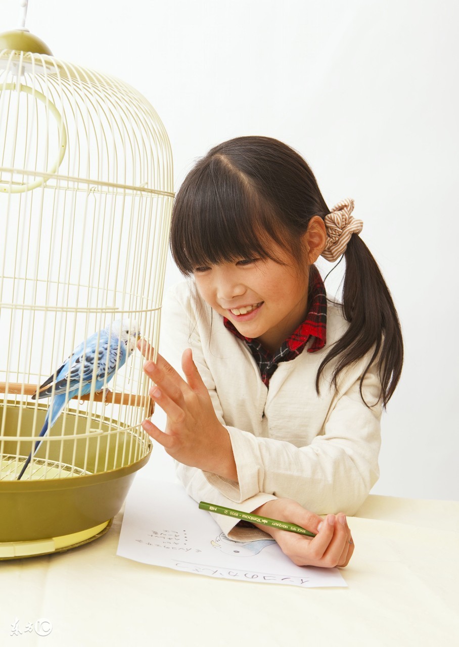 家里有猫猫狗狗还能养鹦鹉吗,养鹦鹉和养猫