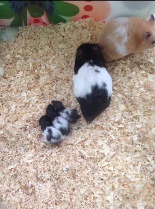 仓鼠怎么分辨公母母仓鼠怀孕征兆,仓鼠怀孕后要把公仓鼠隔离吗