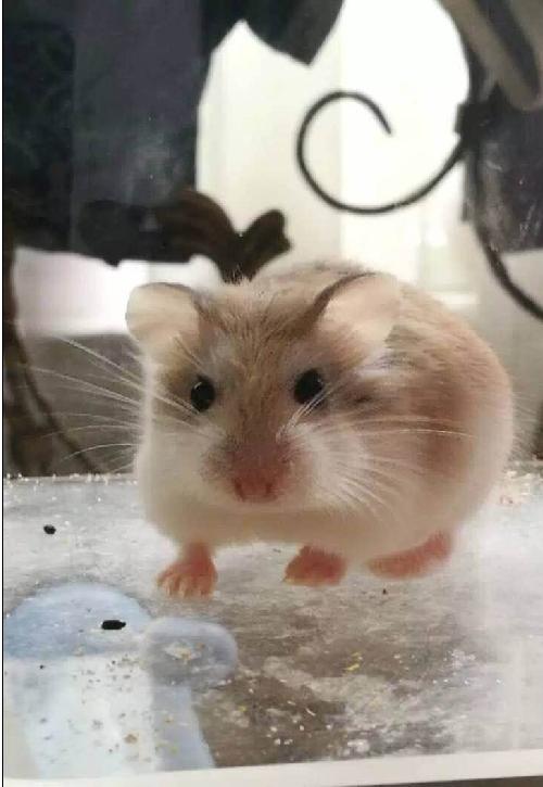 仓鼠怎么分辨公母母仓鼠怀孕征兆,仓鼠怀孕后要把公仓鼠隔离吗