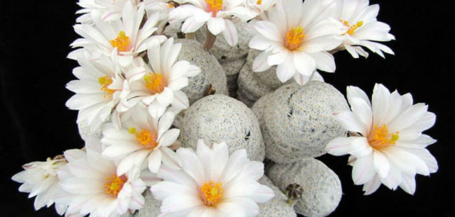 如何让多肉快速长大,怎样让多肉快速长大