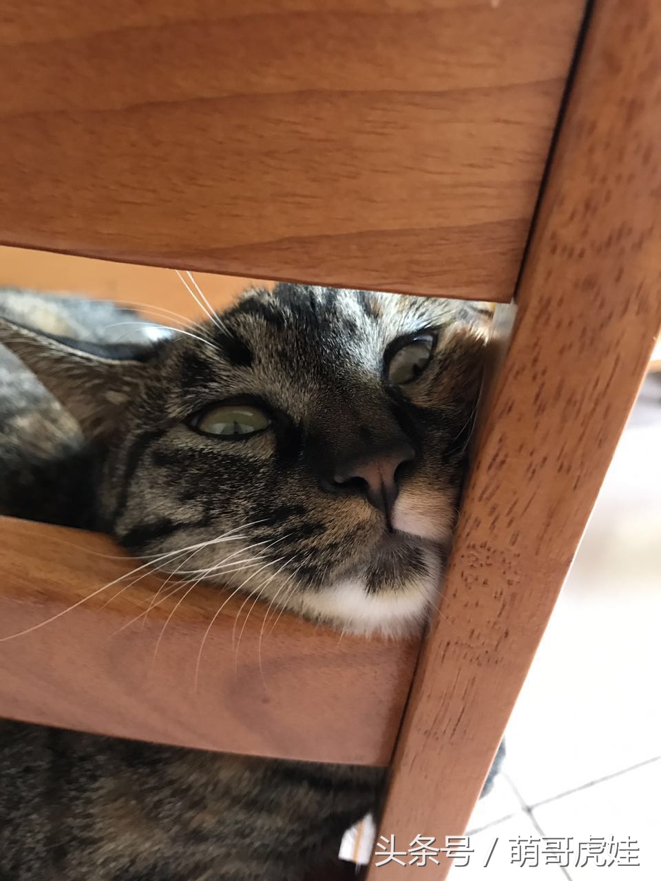 喵星人家养仓鼠,喵星人长得好像小仓鼠