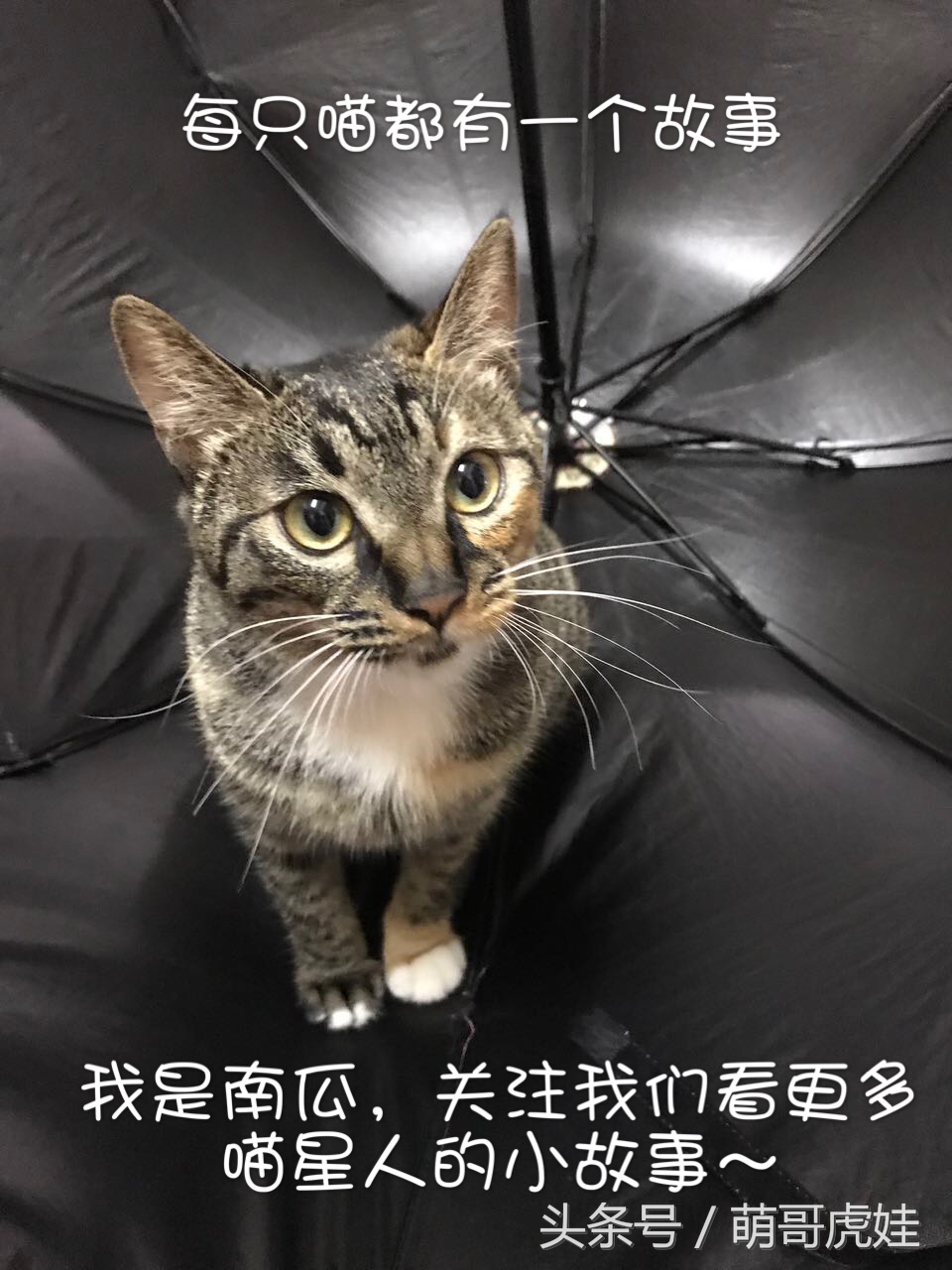 喵星人家养仓鼠,喵星人长得好像小仓鼠