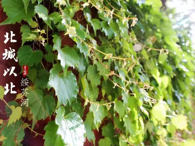 绥芬河对岸城市,绥芬河以北是哪