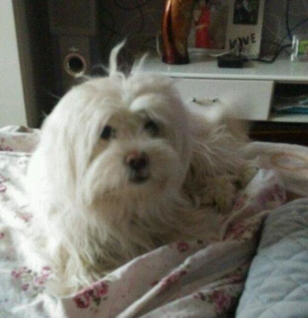 狗狗最爱待的就是我的床，今天狗狗走了，医生说了原因，好想哭