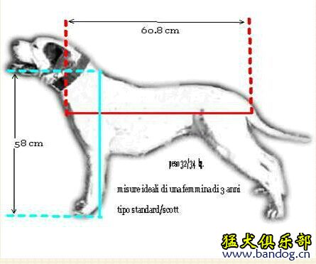 怎样区分斯塔福和比特,怎样区分卡斯罗和比特犬