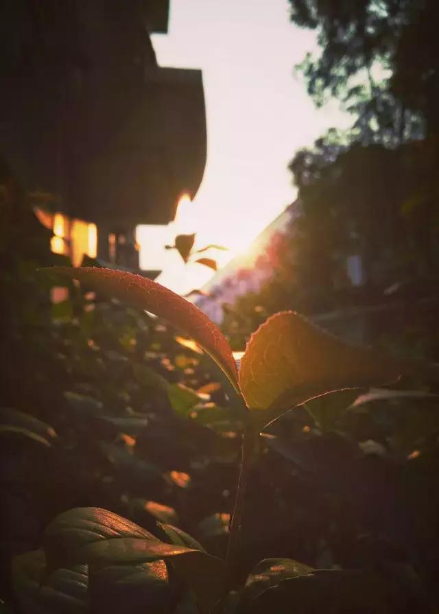 技巧：难得“糊”图，看不清楚也动人