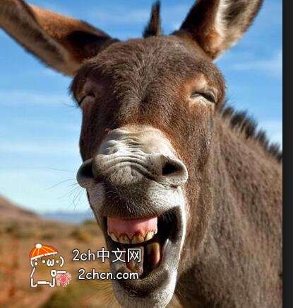 国外一群少年们欺负了一头驴结果他们相继得病