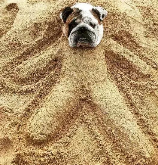 英牛的特征是什么,英牛智商高吗值得买吗