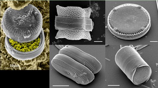 小编呕心沥血，最全硅藻泥介绍千万别错过，人家幼儿园和医院都用