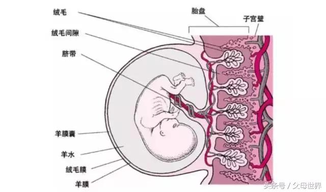 有人说胎盘可以吃是吗,胎盘能保命吗
