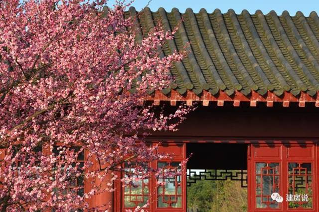 别墅庭院景观树图片大全,别墅庭院围栏用什么树