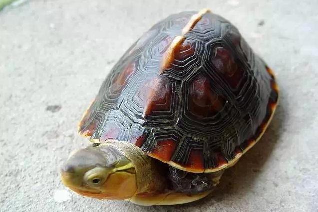 国龟黄缘人工合法养殖,国龟好养度排名