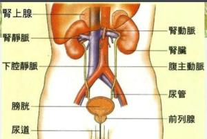 肾结石疼痛缓解后还疼,女肾结石疼痛怎么缓解