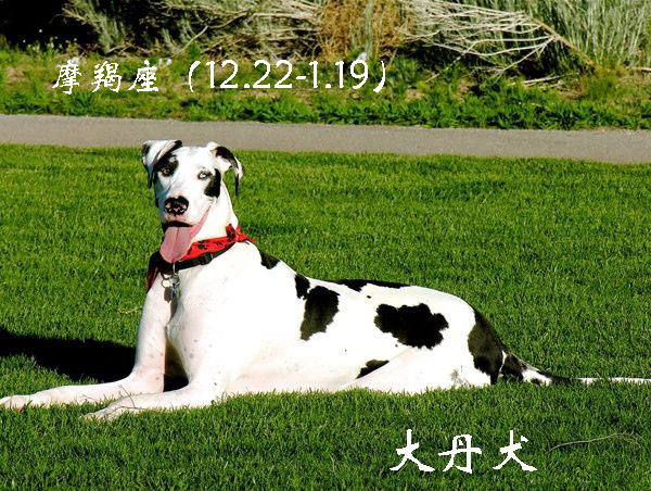 各星座对应的狗,各个星座代表的狗狗