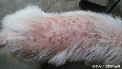萨摩耶狗狗皮肤病结痂算好转吗,萨摩狗怎么看出有皮肤病
