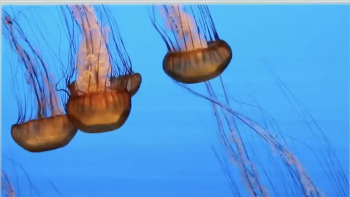 永生之物各个体质获得方法,永生怎么获得