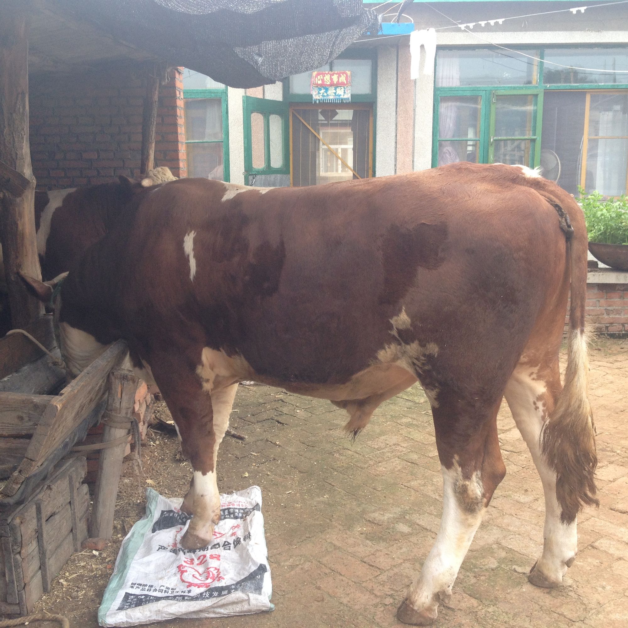 肉牛饲养疾病防治及饲养技术（11-20）