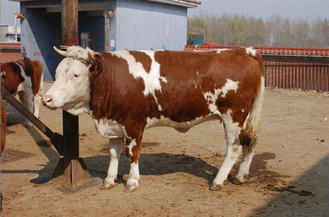 肉牛饲养疾病防治及饲养技术（11-20）