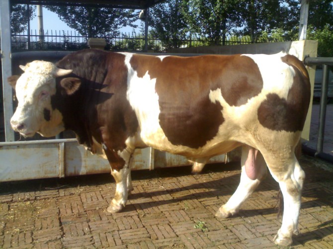 肉牛饲养疾病防治及饲养技术（11-20）